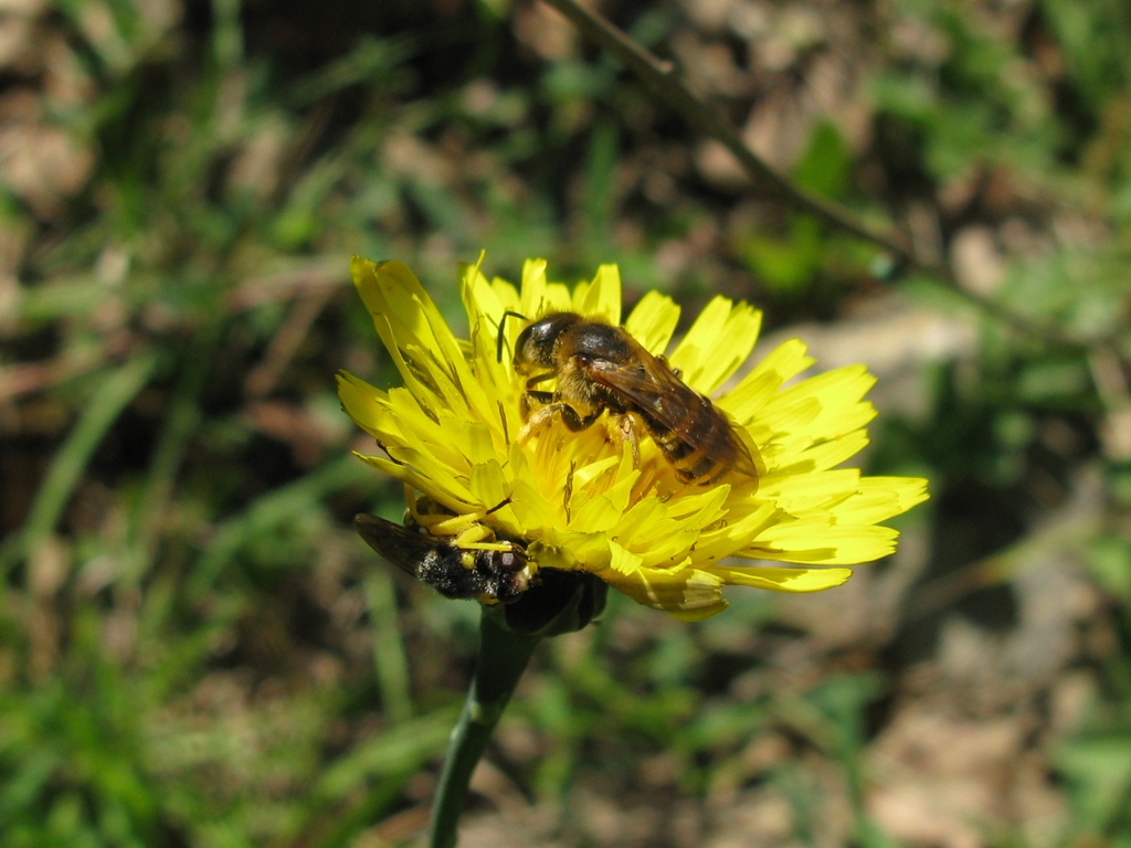 Dittero dalle zampe gialle: Dalmannia sp. (Conopidae)